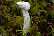Fungus, Fluted White Helvella 
