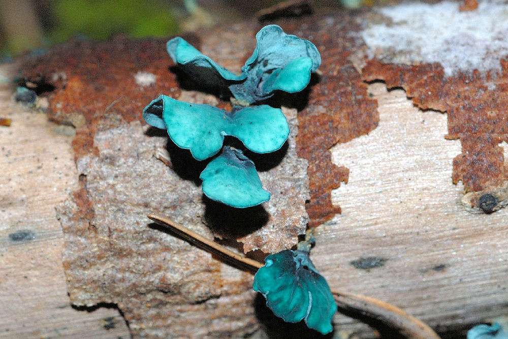 Green Stain Fungus