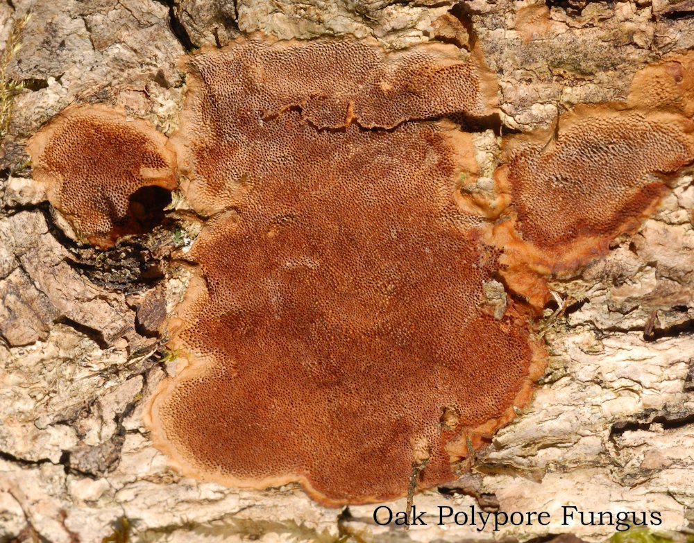 Oak Polypore Fungus