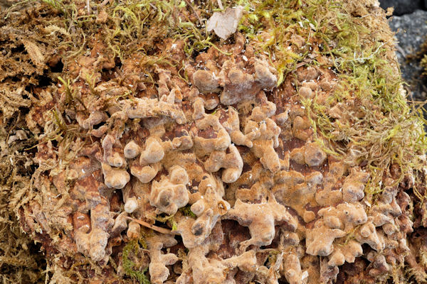 Oak Polypore Fungus