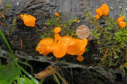 Fungus, Orange Jelly