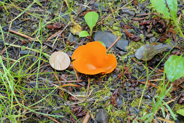 Orange Peel Fungus
