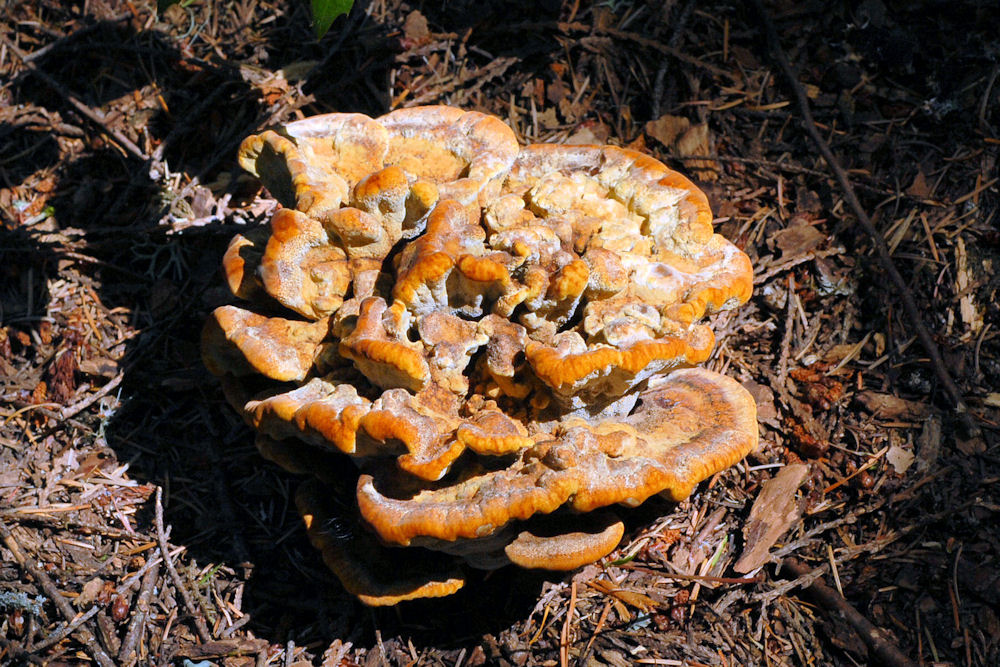 Root Rot Fungus