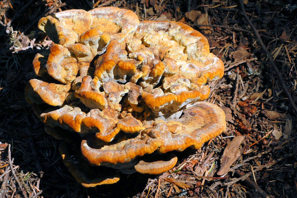 Root Rot Fungus