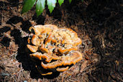 Fungus, Root Rot