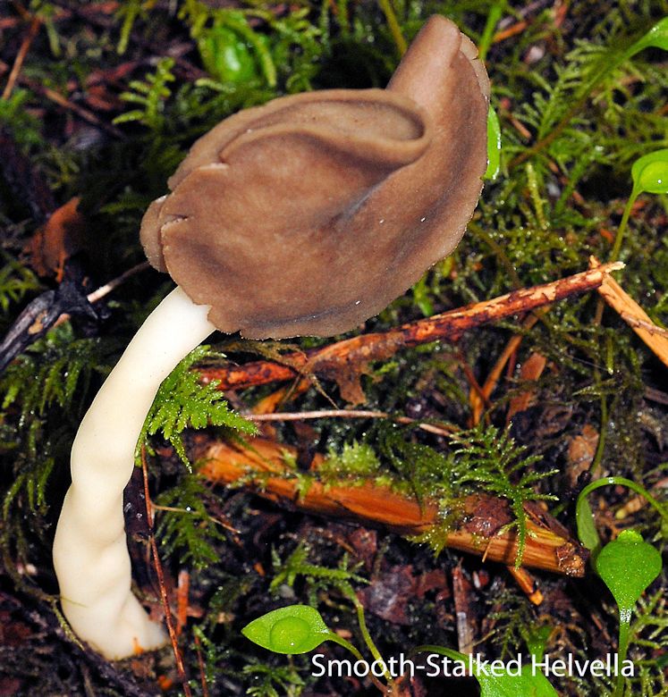 Fungus, Smooth-stalked Helvella