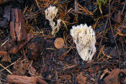 Fungus, White Coral