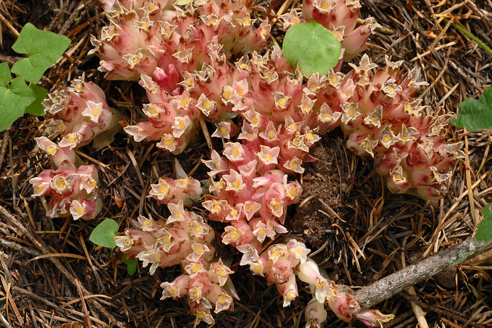 Wildflowers Found in Oregon - Gnome Plant