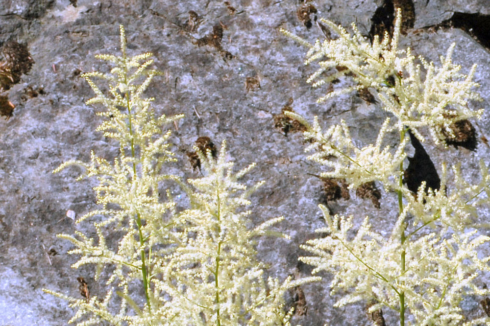 Wildflowers Found in Oregon - Goat's Beard