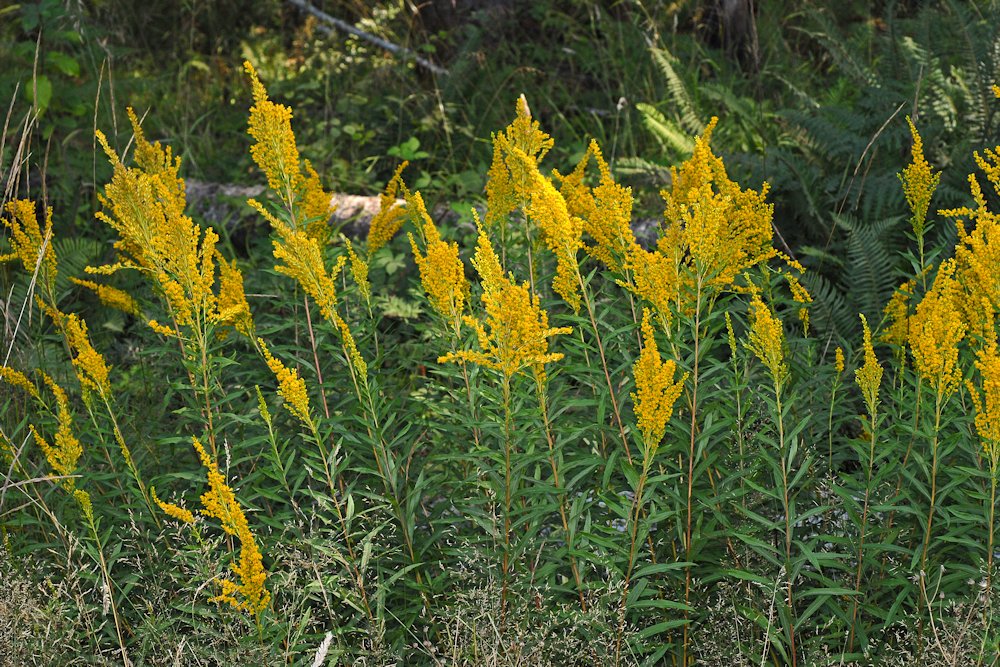Canada Goldenrod - Wildflowers Found in Oregon