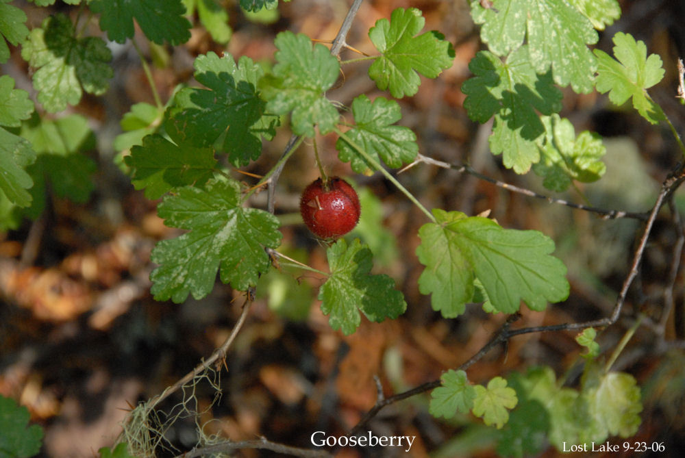 Fuschia-flowered Gooseberry