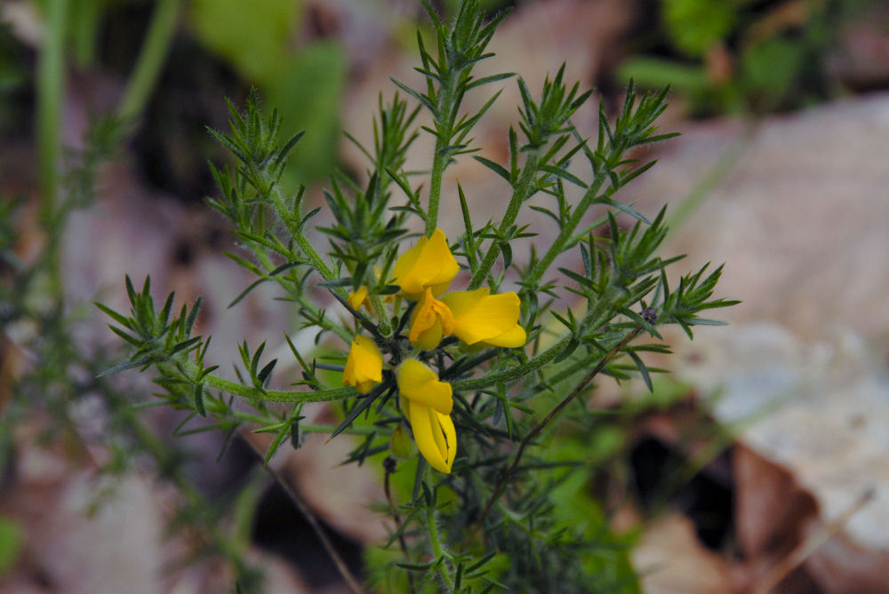 Gorse - Wildflowers Found in Oregon