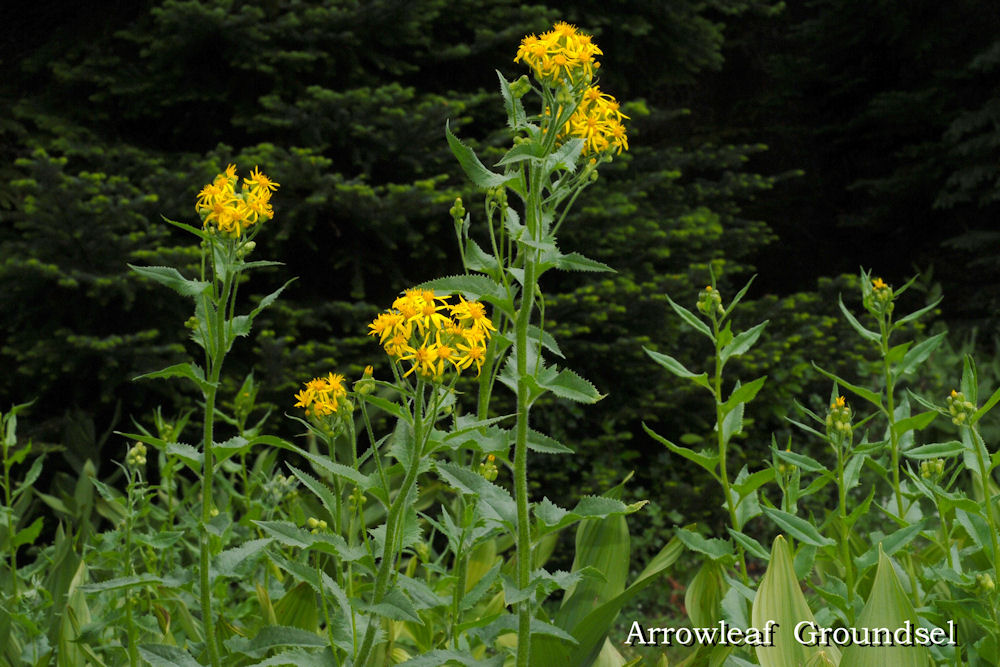 Arrowleaf Groundsel - Wildflowers Found in Oregon