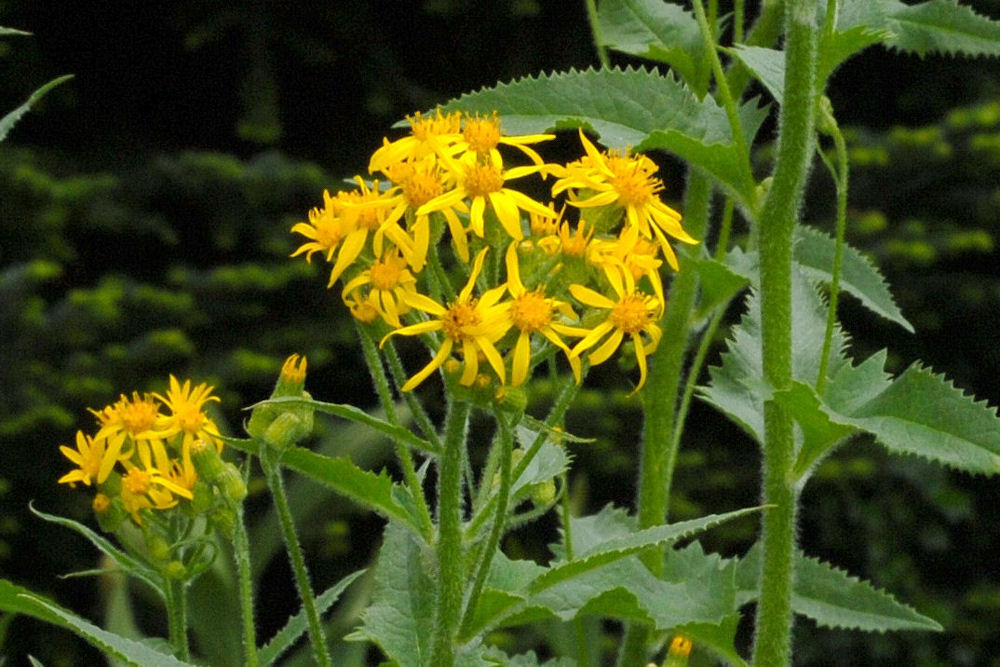 Arrowleaf Groundsel - Wildflowers Found in Oregon