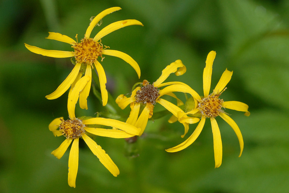 Thick-leaved Groundsel - Wildflowers Found in Oregon