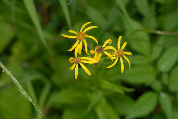 Thick-leaved Groundsel