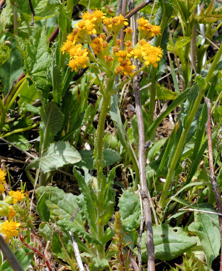 Western Groundsel - Wildflowers Found in Oregon