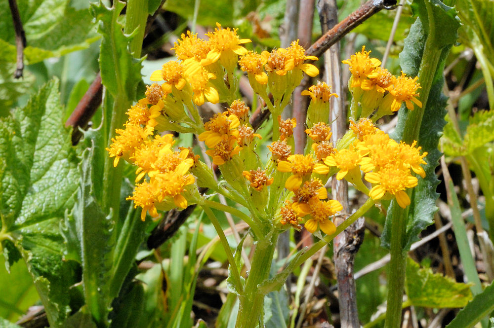 Western Groundsel - Wildflowers Found in Oregon