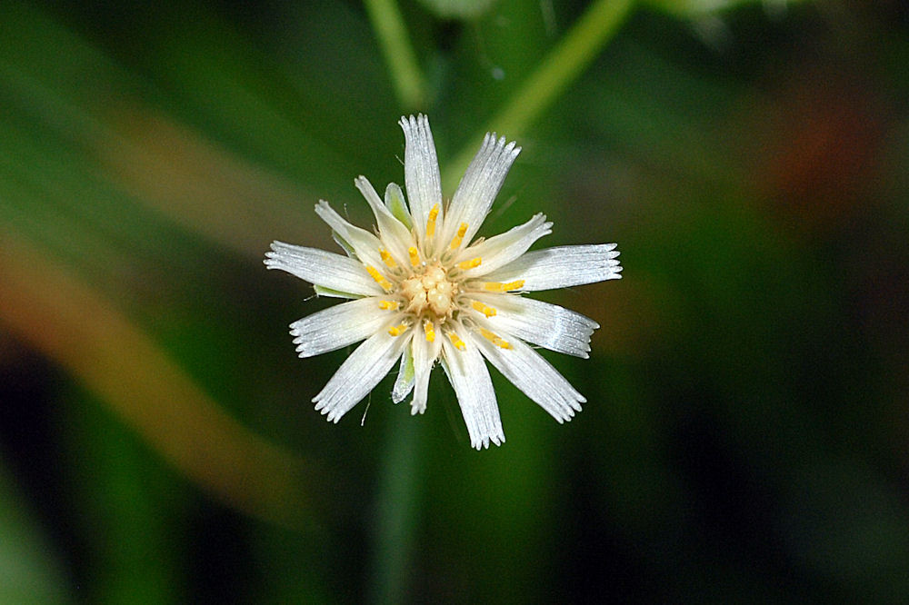 White Flowered Hawkweed 