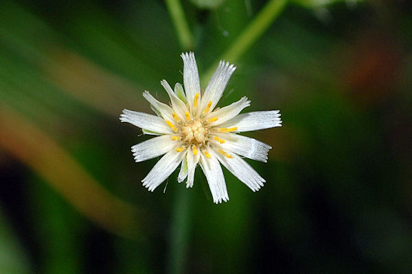 White Flowered Hawkweed