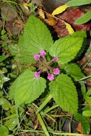 Cooley's Hedge-Nettle