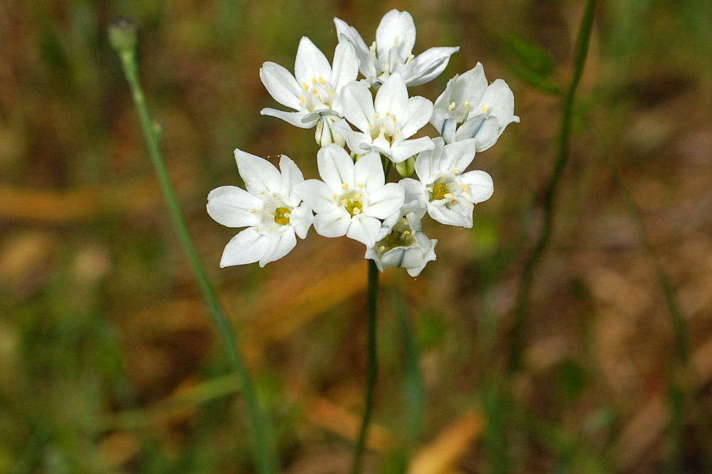 White Hyacinth - Wildflowers Found in Oregon