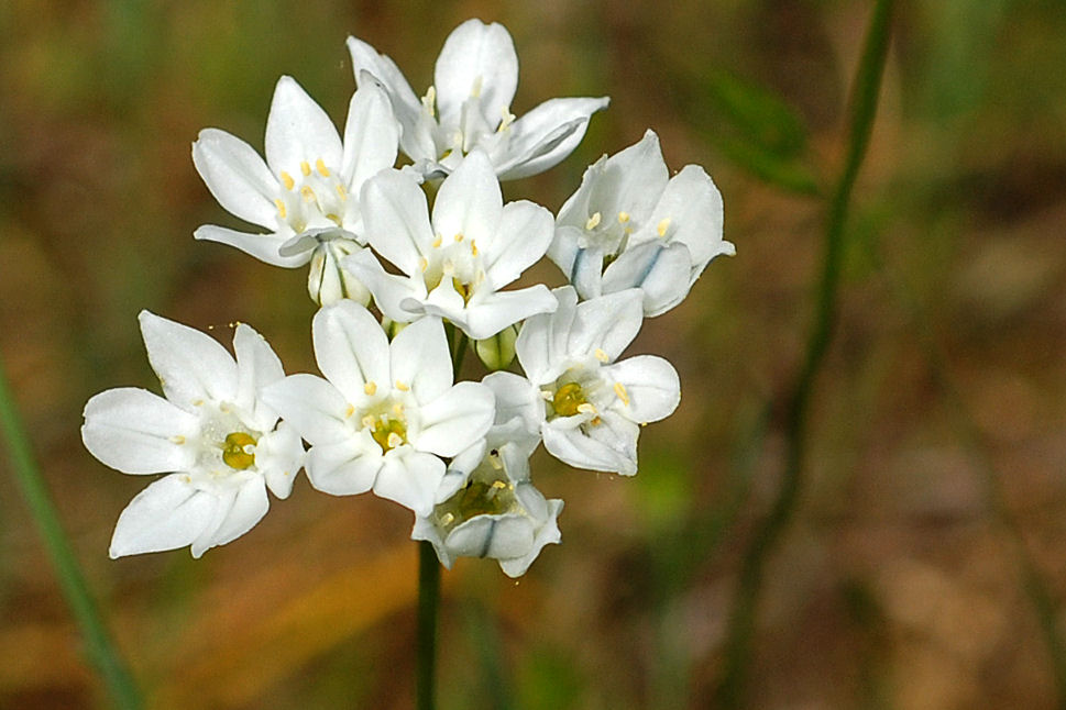 White Hyacinth - Wildflowers Found in Oregon