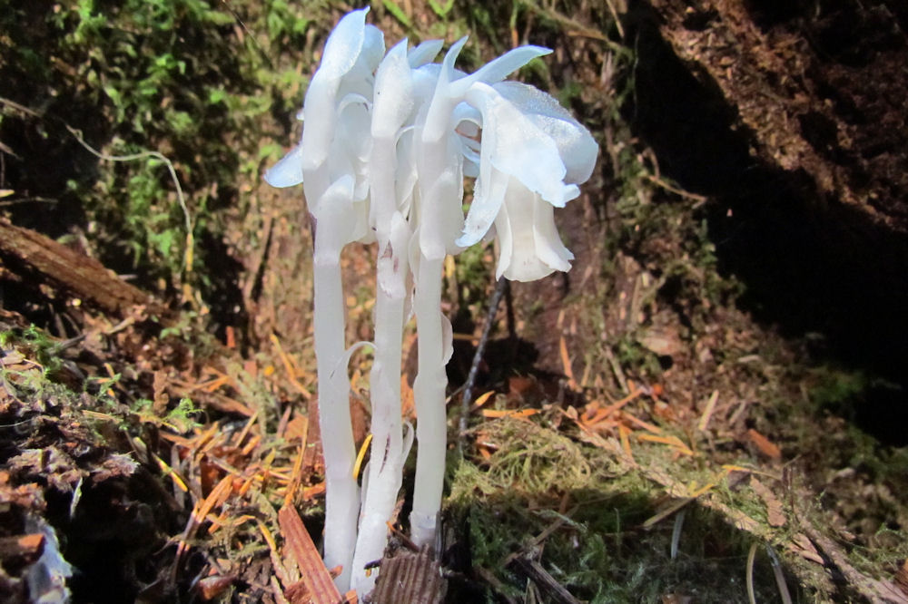 Indian Pipe - Wildflowers Found in Oregon