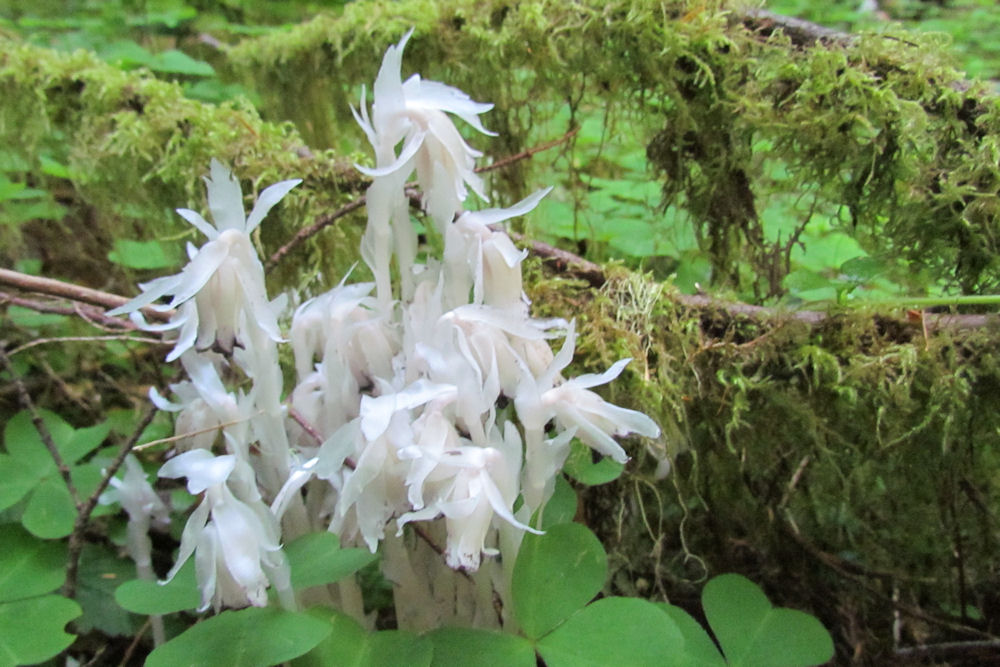 Indian Pipe - Wildflowers Found in Oregon