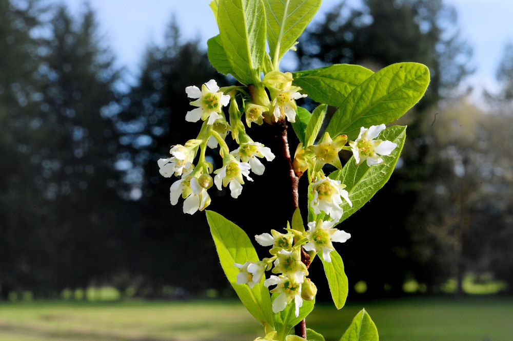 Indian Plum - Wildflowers Found in Oregon
