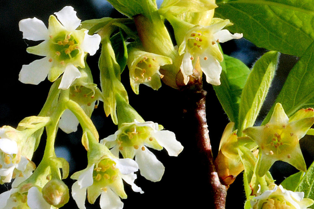 Indian Plum - Wildflowers Found in Oregon