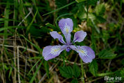 Iris, Blue Oregon 