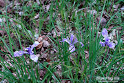 Iris, Versicolor