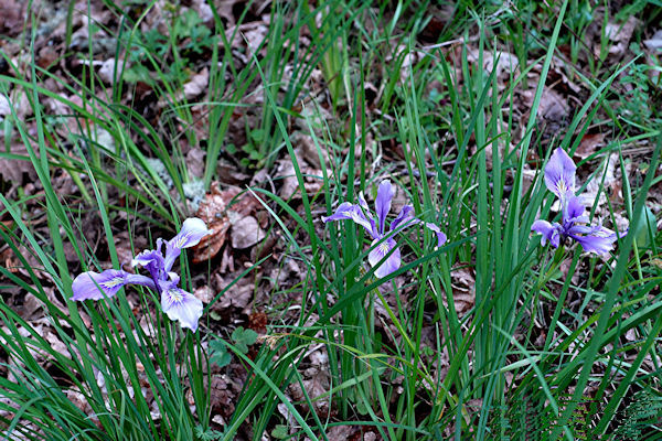 Versicolor Iris