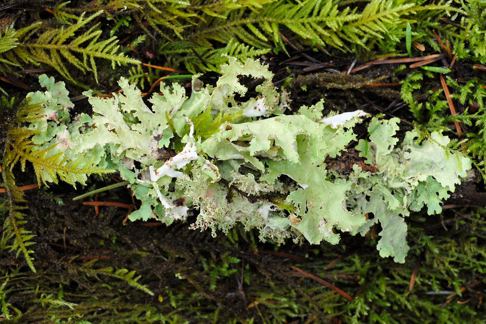 Cetraria Orbata Lichen