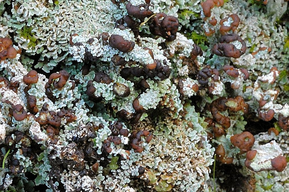 Cladonia Cariosa Lichen