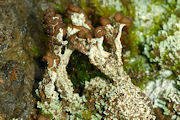 Lichen, Cladonia Cariosa