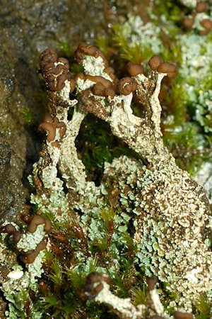 Cladonia Cariosa Lichen