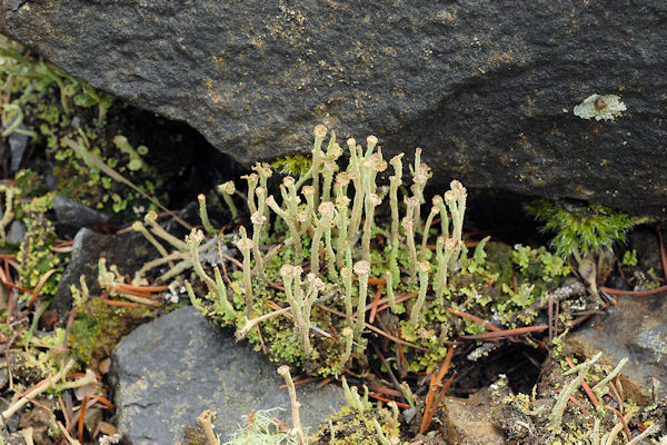 Cladonia Ecmocyna Lichen