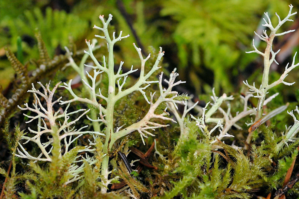 Cladonia Dragon Lichen