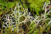 Lichen, Cladonia Furcata