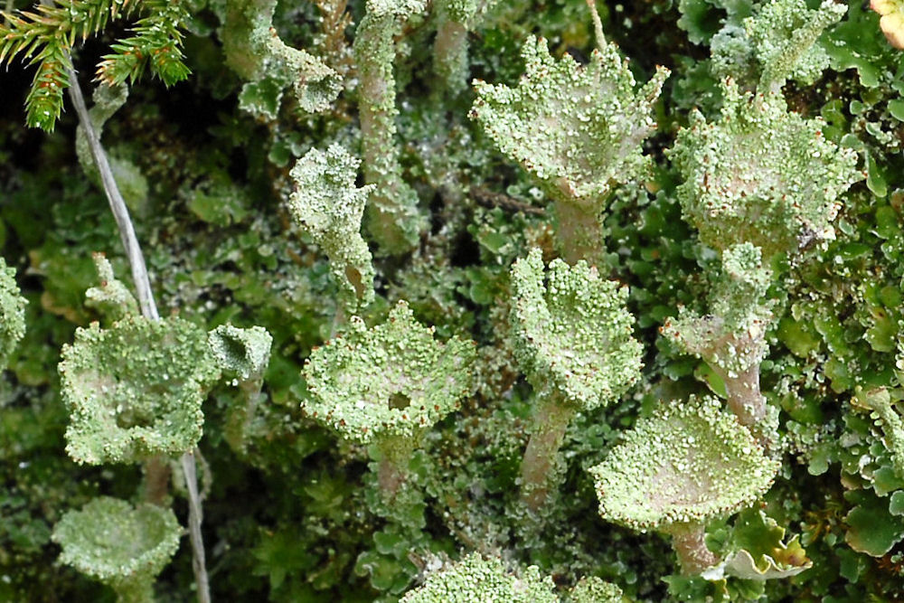 Cladonia Pyxidata Lichen