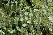 Lichen, Cladonia Pyxidata