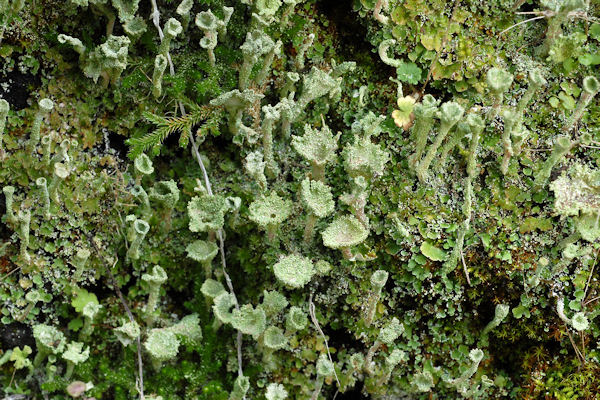 Cladonia Pyxidata Lichen