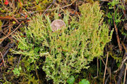 Lichen, Cladonia Squamosa