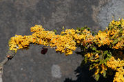 Lichen, Common Orange