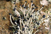 Lichen, Devil's Matchstick