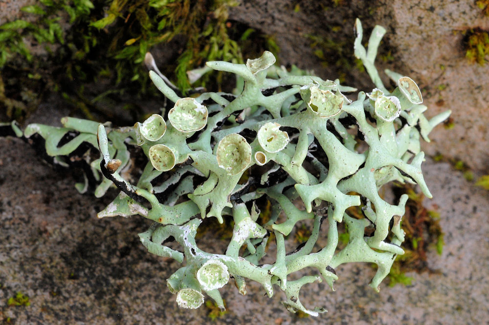 Forking Bone Lichen  - Wildflowers Found in Oregon