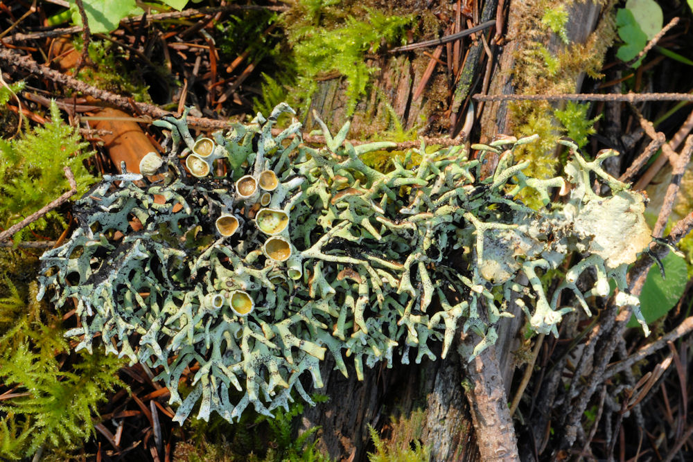 Forking Bone Lichen  - Wildflowers Found in Oregon
