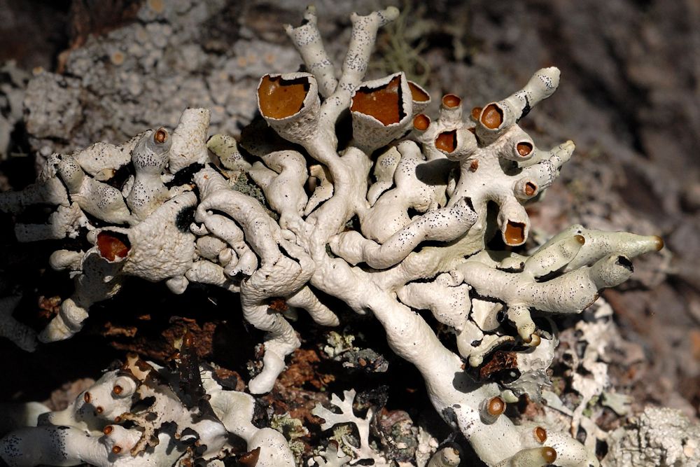 Hypogymnia Apinnata Lichen  - Wildflowers Found in Oregon